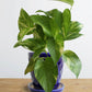 Money Plant Gold King (Small)