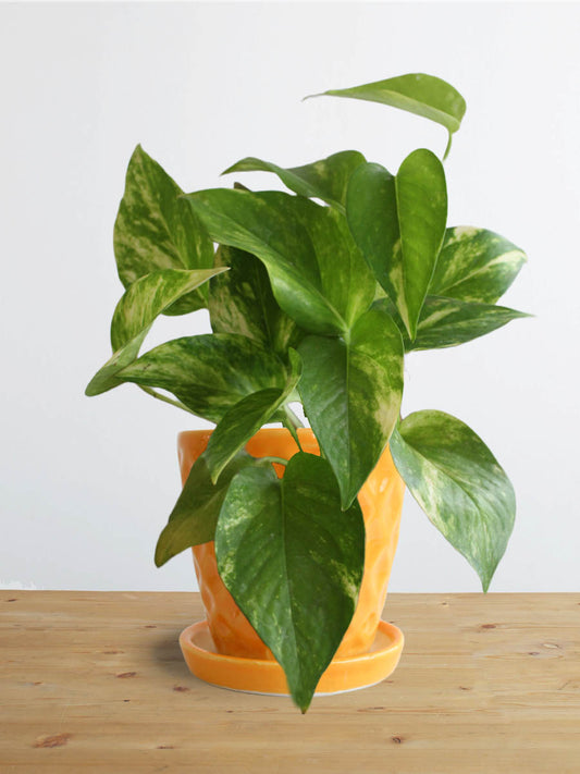 Money Plant Gold King (Small)