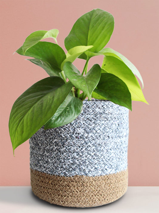 Money Plant Green (Medium)