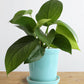 Money Plant Green (Small)