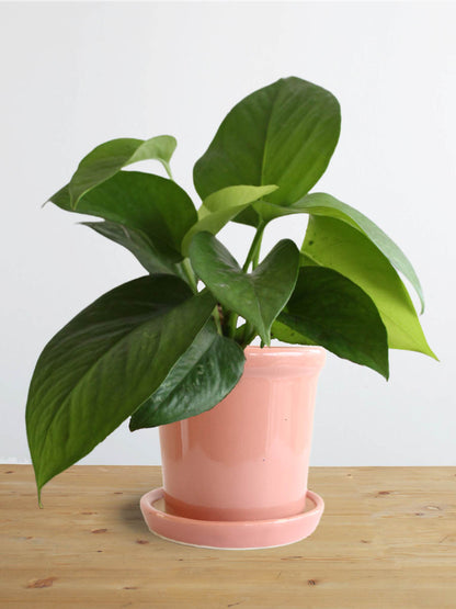 Money Plant Green (Small)