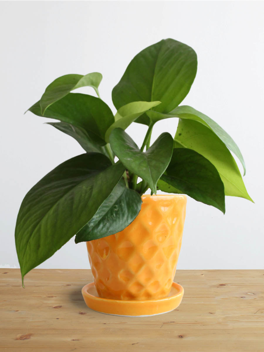 can money plant grow in small pots Money Plant Green (Small)