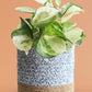 Money Plant Manjula (Medium)