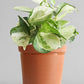Money Plant Manjula (Medium)