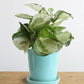 Money Plant Manjula (Small)