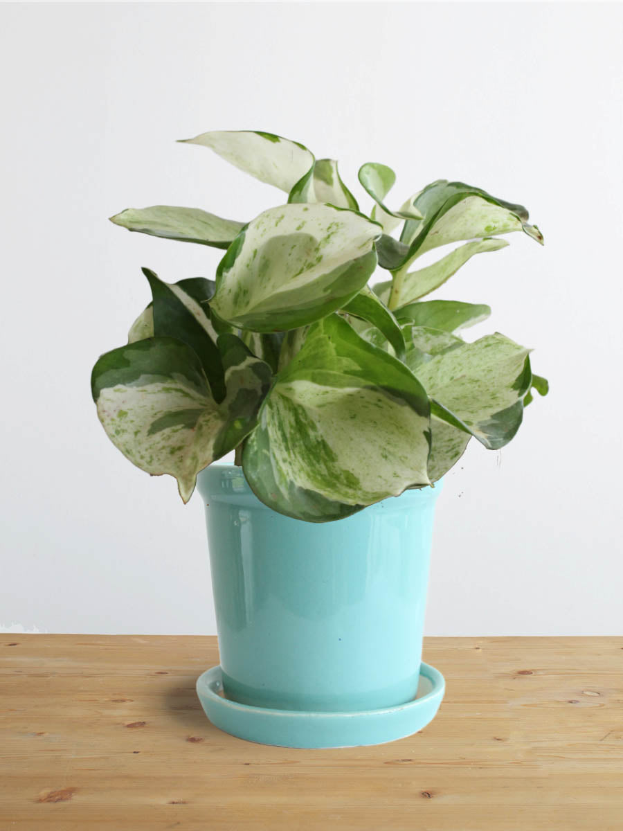 Money Plant Manjula (Small)