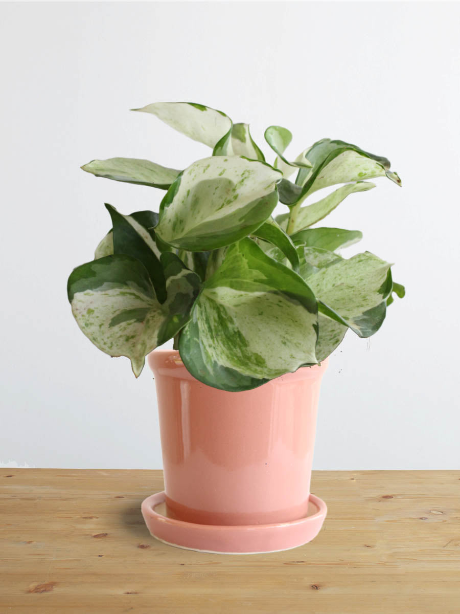 Money Plant Manjula (Small)