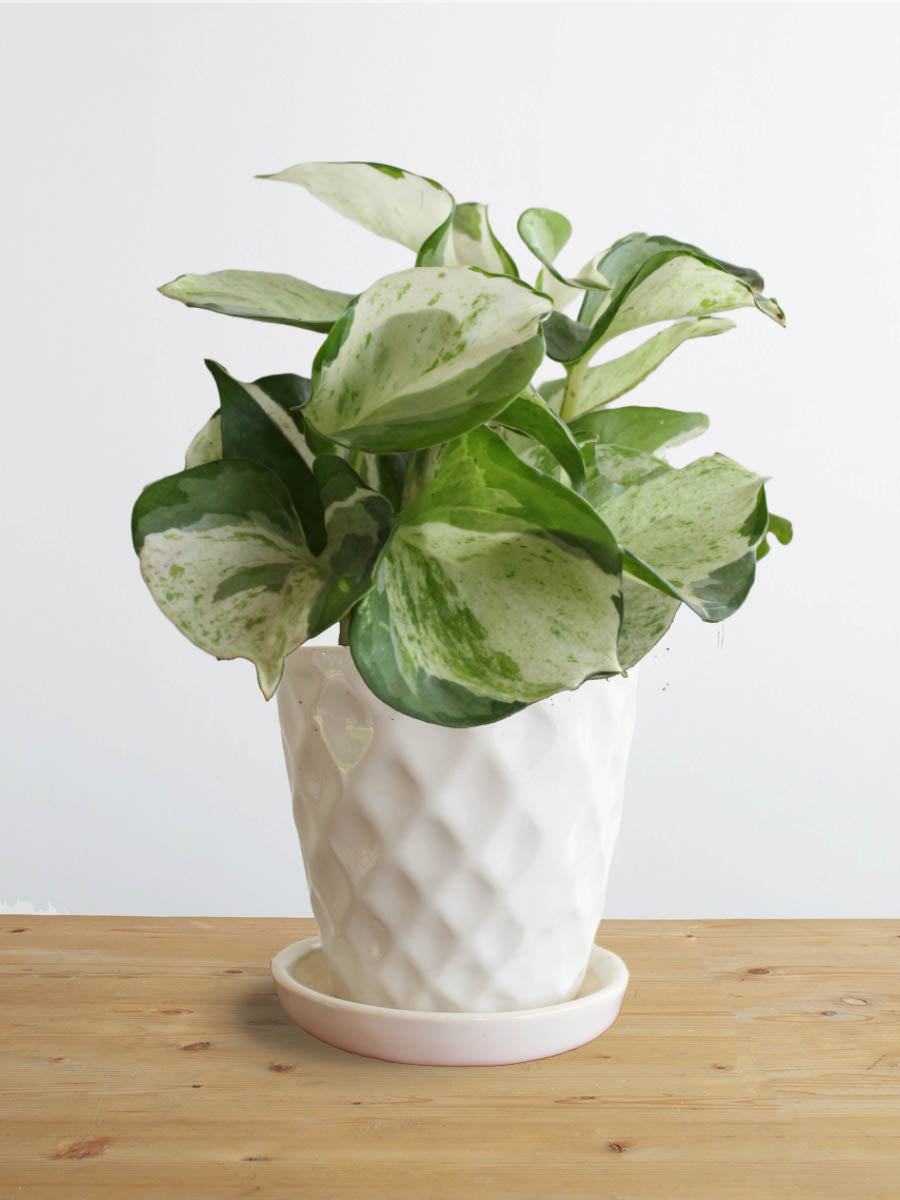 Money Plant Manjula (Small)