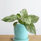 Money Plant Marble (Small)