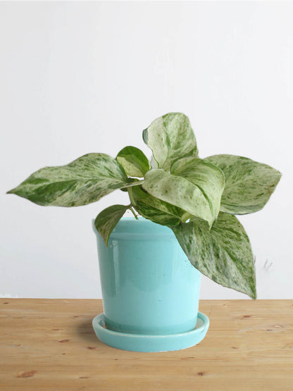 Money Plant Marble (Small)