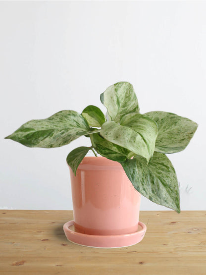 Money Plant Marble (Small)