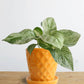 Money Plant Marble (Small)