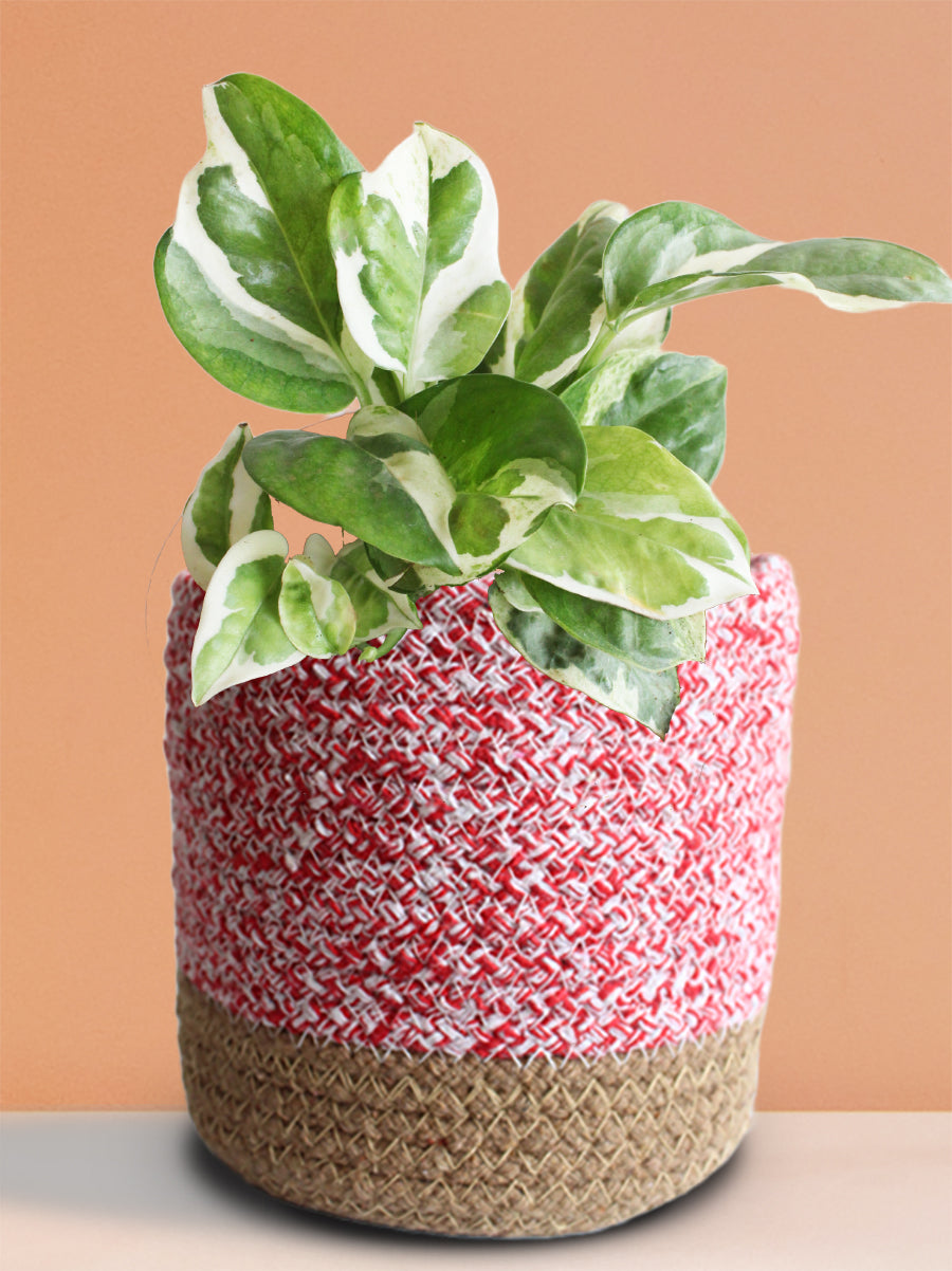 money plant pink Money Plant N'Joy (Medium)