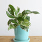 Money Plant N'Joy (Small)