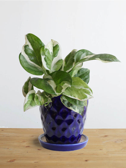 Money Plant N'Joy (Small)