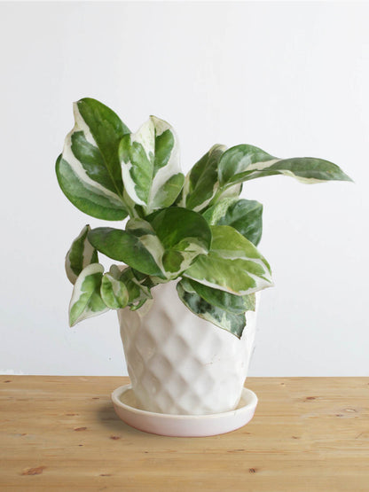 Money Plant N'Joy (Small)