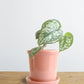 Money Plant Satin (Small)