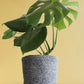 Monstera Deliciosa (X-Large)