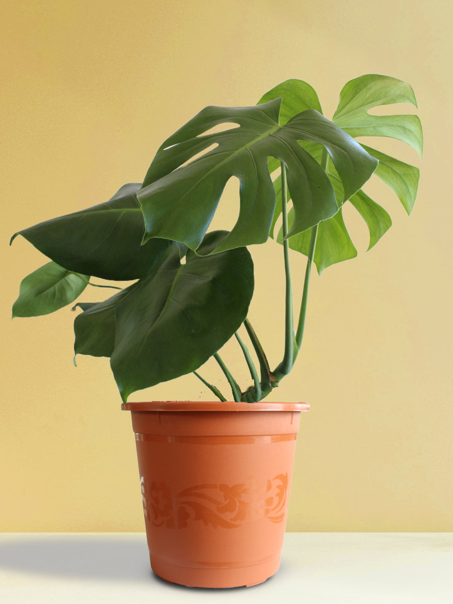 Thai Constellation Monstera - Live Plant in A 4 inch Nursery Pot - Monstera Deliciosa 'Thai Constellation' - Extremely Rare Indoor Houseplant
