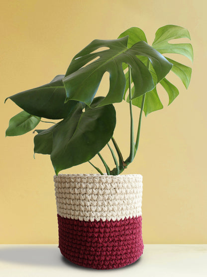Monstera Deliciosa (X-Large)