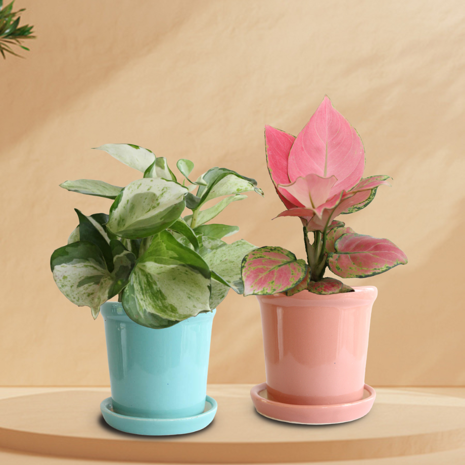 Plants for Office Buy Office Desk Plants Online Greenkin