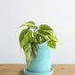 Oxycardium Brasil (Small)