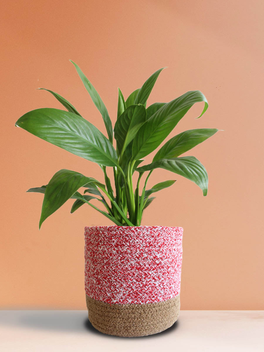 pink peace lily plant Peace Lily (Large)