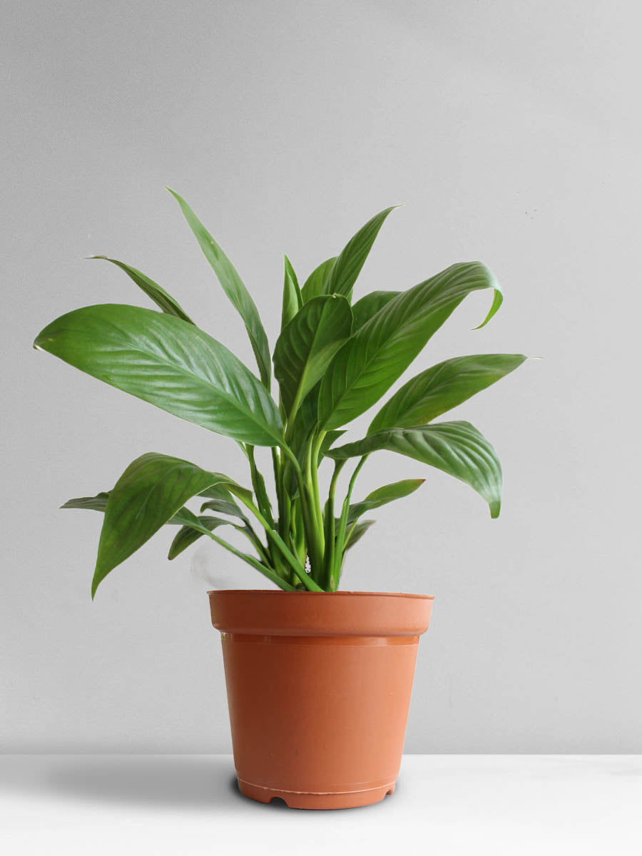 Peace Lily (Large)