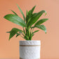 Peace Lily (Large)