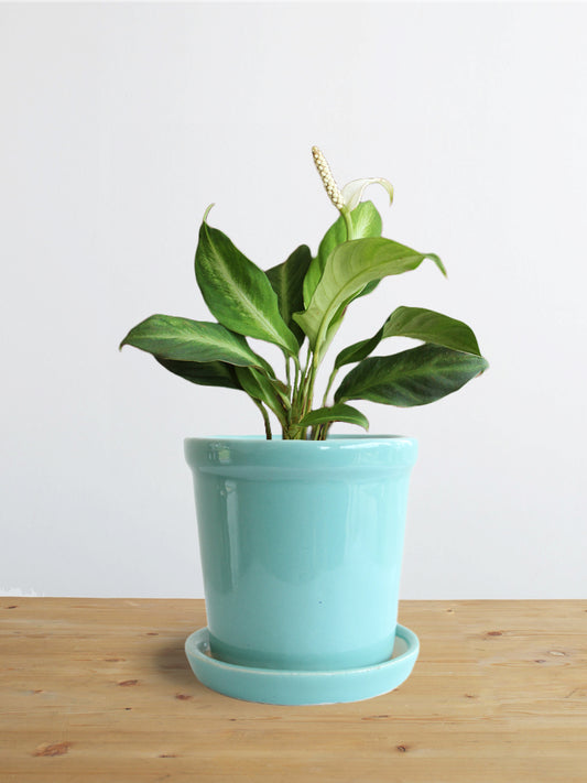 Peace Lily White Stripe (Small)