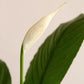 Peace Lily (X-Large)