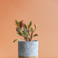 Peperomia Ginny Rainbow (Medium)