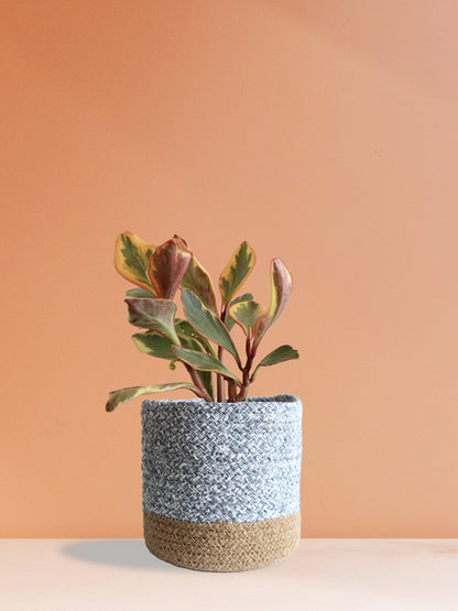 Peperomia Ginny Rainbow (Medium)