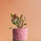 Peperomia Ginny Rainbow (Medium)
