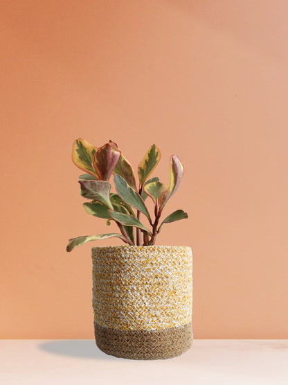 Peperomia Ginny Rainbow (Medium)