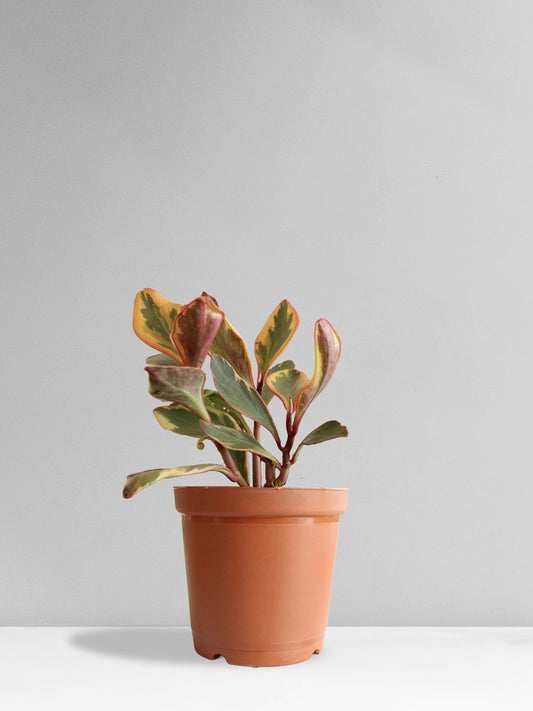 Peperomia Ginny Rainbow (Medium)