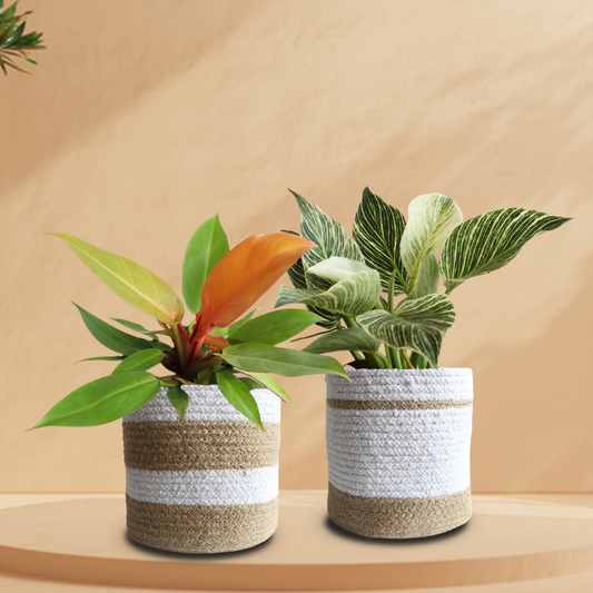 Perk Up Duo