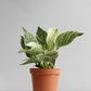 Philodendron Birkin (Large)