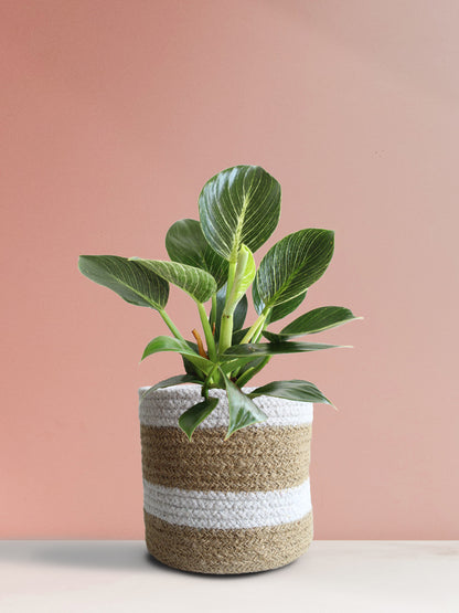 Philodendron Birkin (Medium)