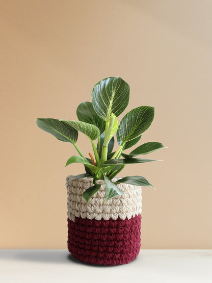 Philodendron Birkin (Medium)