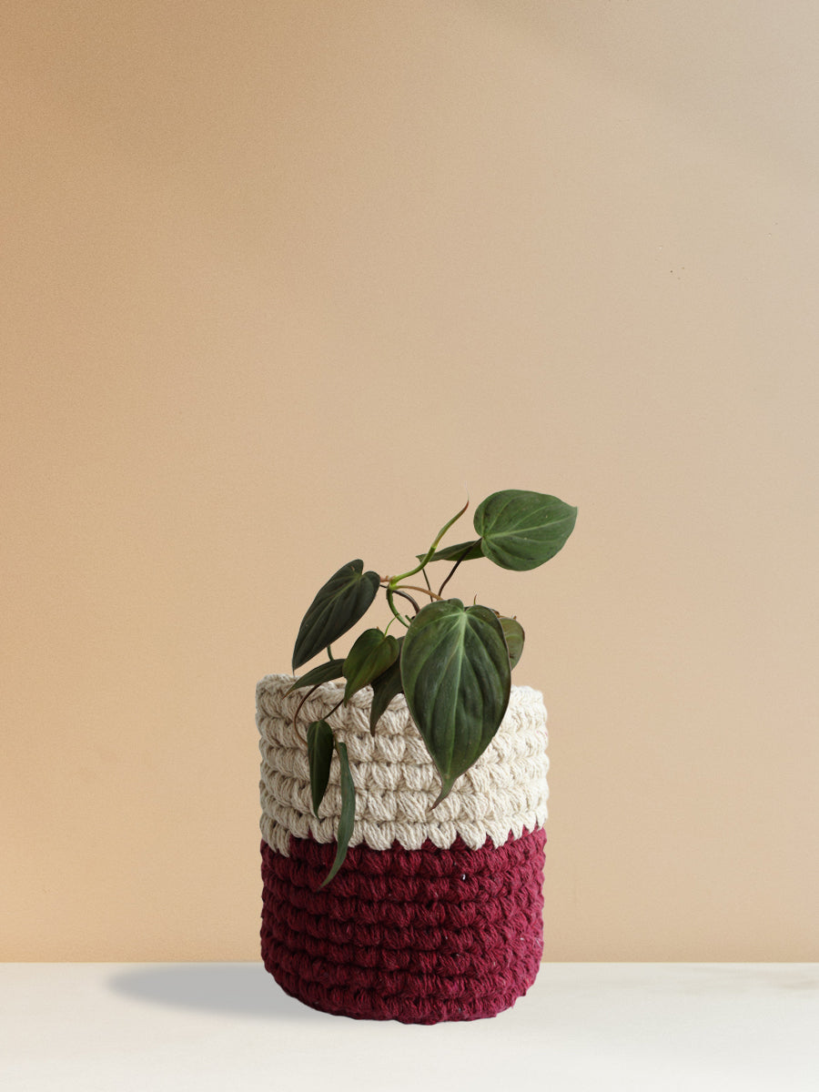 crochet philodendron Philodendron Micans (Medium) – Greenkin
