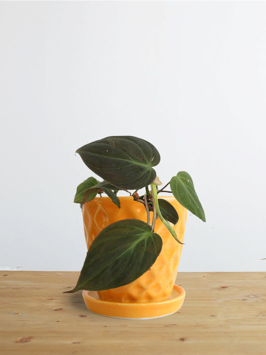 Philodendron Micans (Small)