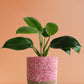 Philodendron Millions (Large)