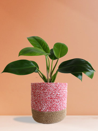philodendron million Philodendron Millions (Large)