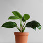 Philodendron Millions (Large)