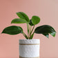 Philodendron Millions (Large)