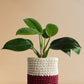 Philodendron Millions (Large)