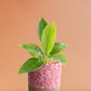 Philodendron Millions (Medium)