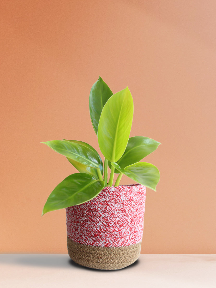philodendron million Philodendron Millions (Medium)