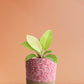 Philodendron Moonshine (Medium)